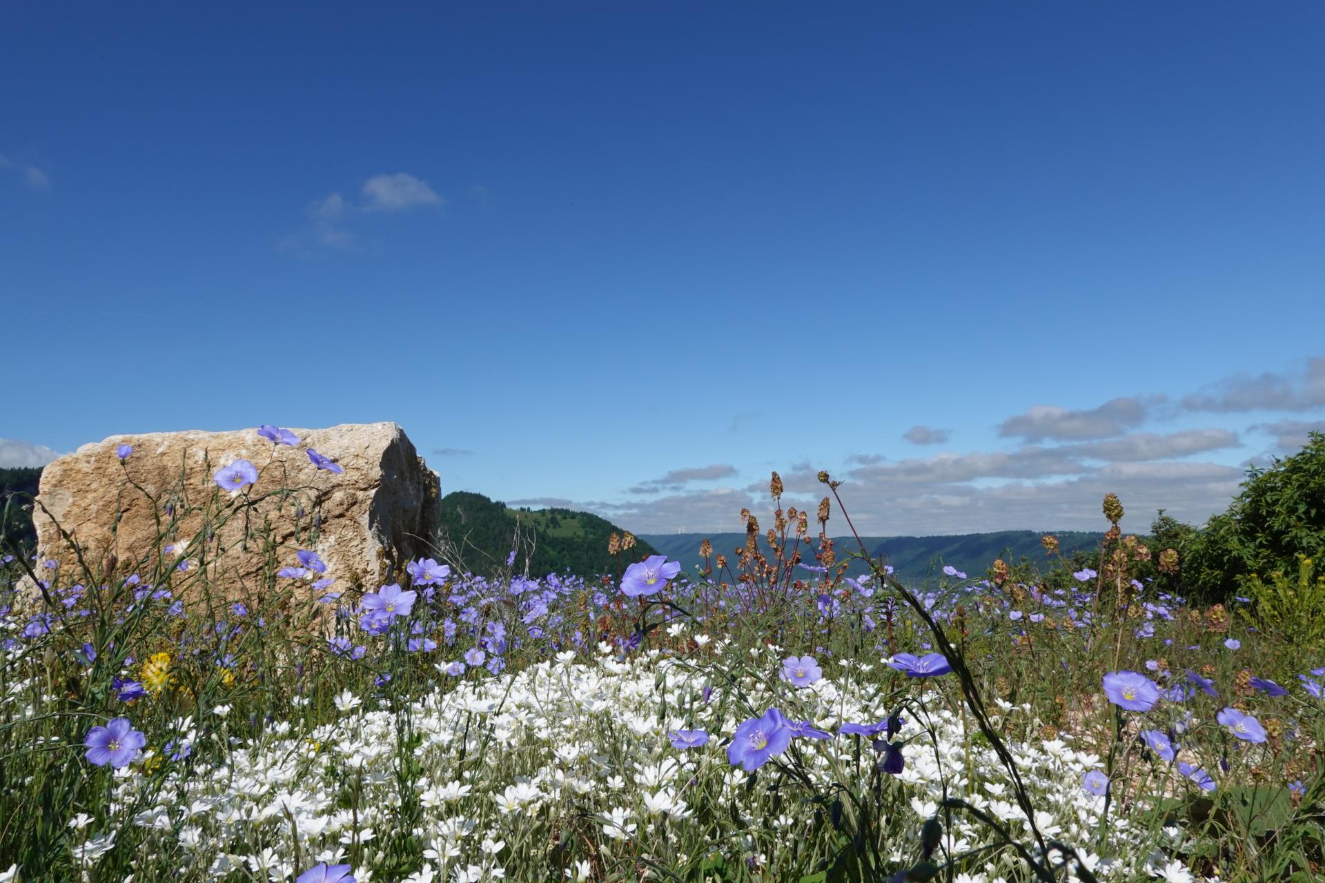 Blumen Biodiversität