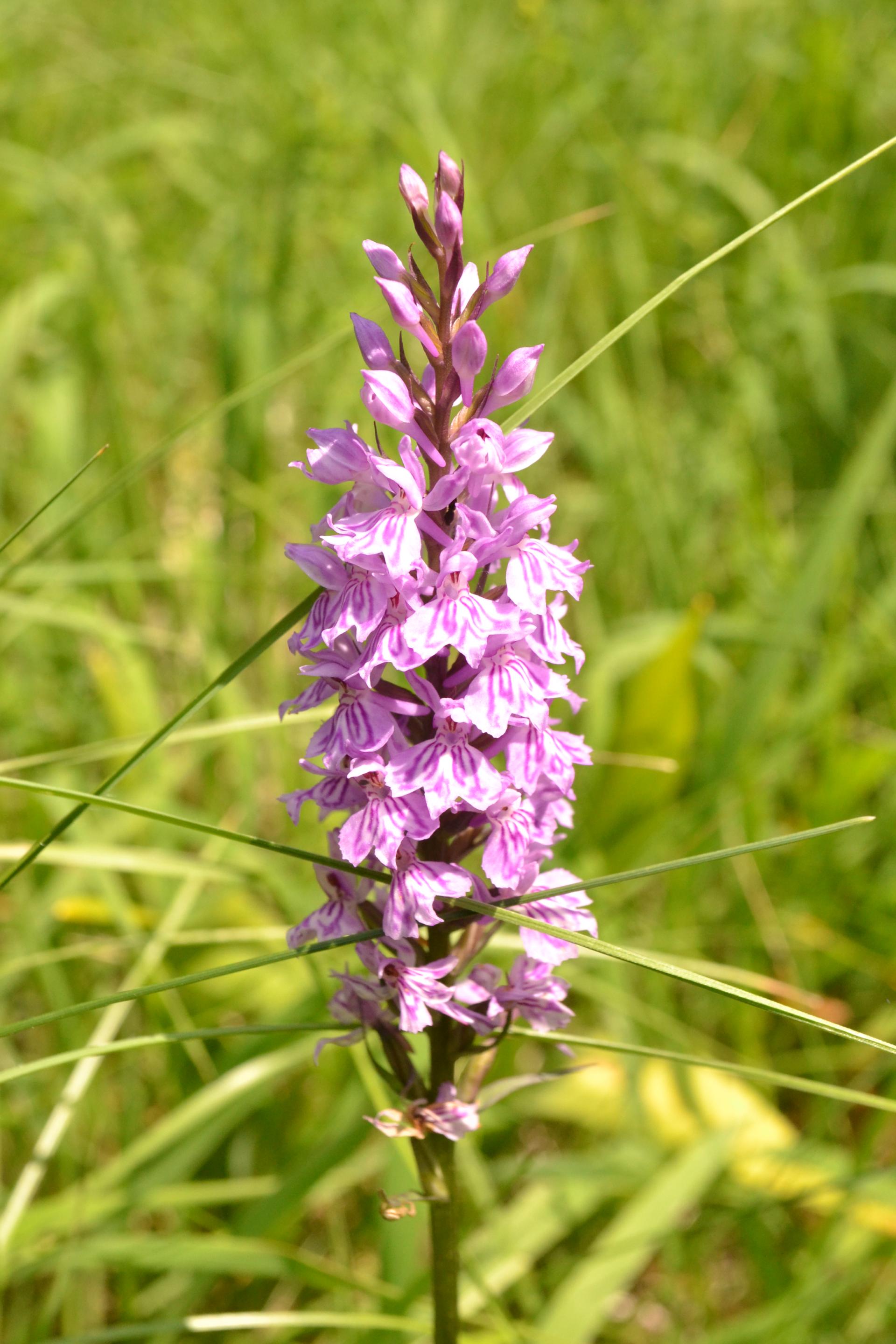 Blume Biodiversität